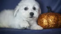 Jolene, a female Bichon Frise for sale in Fort Scott, KS – 3 of 5