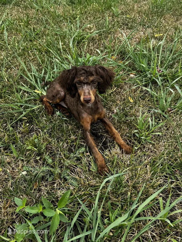 Kiki – Poodle - Toy  puppy for sale in Fort Scott, KS