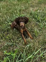 Kiki, a female Poodle - Toy  for sale in Fort Scott, KS – 7 of 9