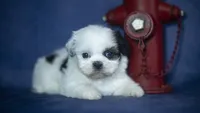 Ice, a male Shih Tzu for sale in Fort Scott, KS – 3 of 5