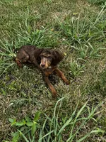 Kiki, a female Poodle - Toy  for sale in Fort Scott, KS – 9 of 9