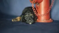 Henry, a male Poodle - Toy  for sale in Fort Scott, KS – 4 of 9