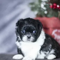 Rhodes, a male Shih Tzu for sale in Fort Scott, KS – Photo 4 of 4
