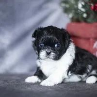 Rhodes, a male Shih Tzu for sale in Fort Scott, KS – Photo 1 of 4