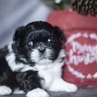 Rhodes, a male Shih Tzu for sale in Fort Scott, KS – Photo 2 of 4
