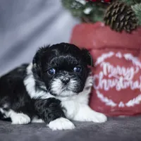Rhodes, a male Shih Tzu for sale in Fort Scott, KS – Photo 3 of 4