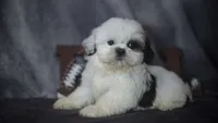Ice, a male Shih Tzu for sale in Fort Scott, KS – 4 of 6