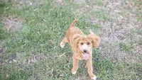 Rev, a male Poodle - Miniature  for sale in Fort Scott, KS – 4 of 10