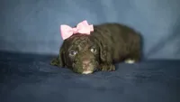 Hannah, a female Poodle - Toy  for sale in Fort Scott, KS – 9 of 10
