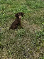 Kiki, a female Poodle - Toy  for sale in Fort Scott, KS – 5 of 9