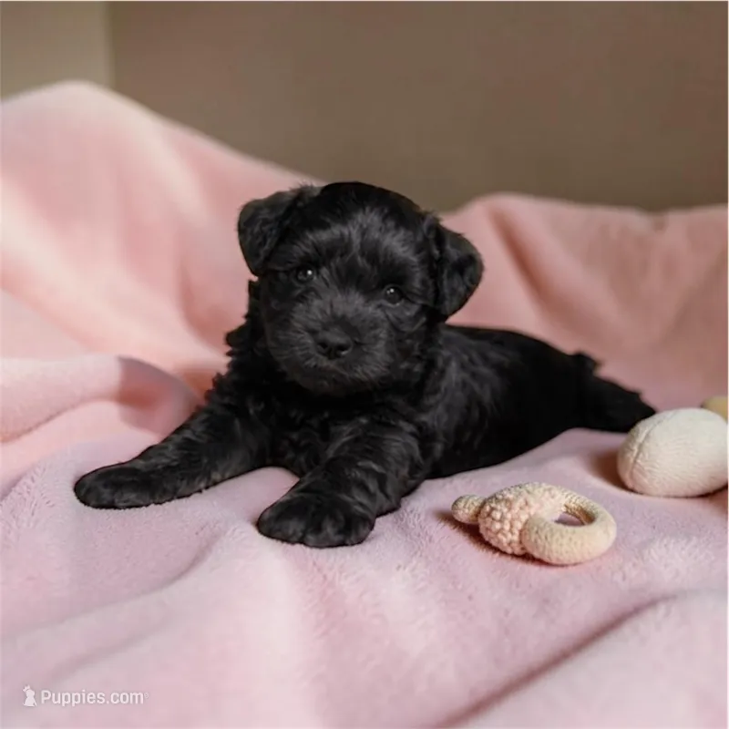 Willow – Miniature Schnauzer puppy for sale in Simpsonville, SC