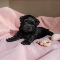 Willow, a female Miniature Schnauzer for sale in Simpsonville, SC – 1 of 1
