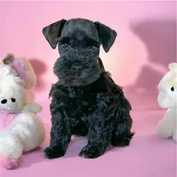 AKC Willow Full Registration , a female Miniature Schnauzer for sale in Simpsonville, SC – 1 of 1