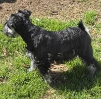 Tucker, a male Miniature Schnauzer for sale in Simpsonville, SC – Photo 5 of 5
