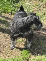 Tucker, a male Miniature Schnauzer for sale in Simpsonville, SC – Photo 3 of 5