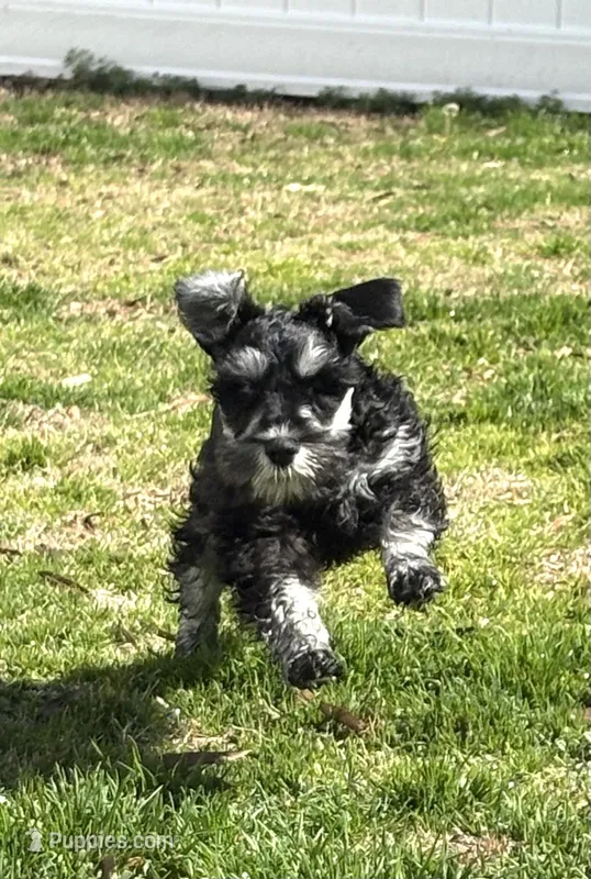 Tucker – Miniature Schnauzer puppy for sale in Simpsonville, SC
