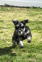 Tucker, a male Miniature Schnauzer for sale in Simpsonville, SC – Photo 1 of 5