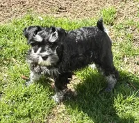 Tucker, a male Miniature Schnauzer for sale in Simpsonville, SC – Photo 4 of 5