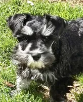 Tucker, a male Miniature Schnauzer for sale in Simpsonville, SC – Photo 2 of 5