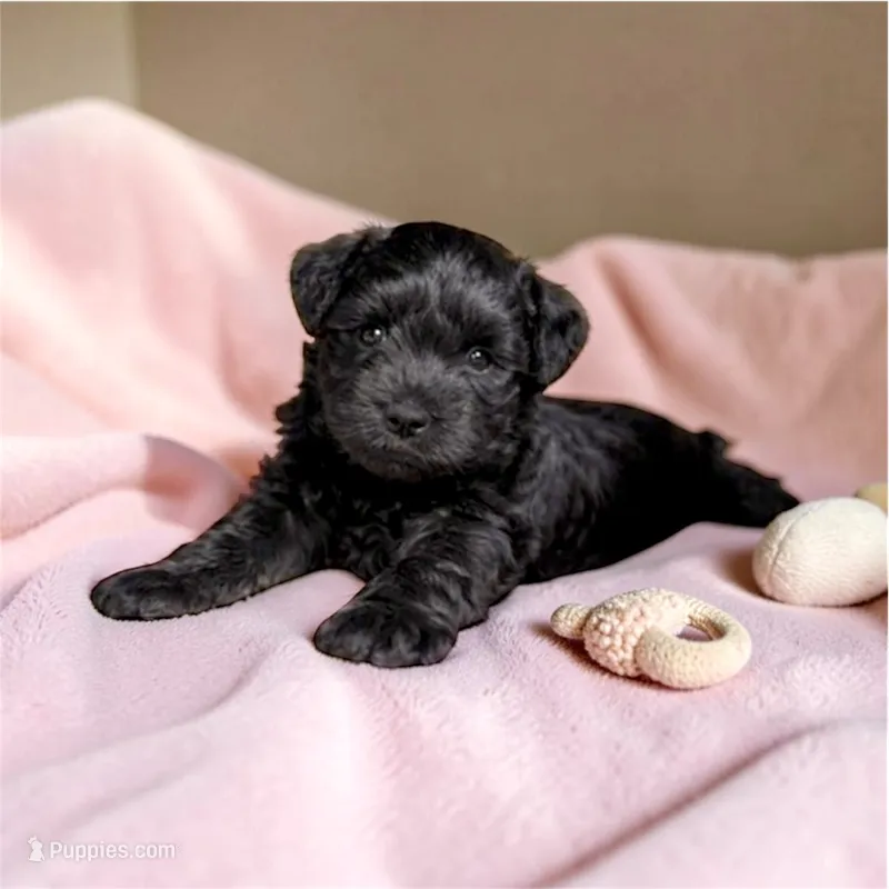 Willow – Miniature Schnauzer puppy for sale in Simpsonville, SC