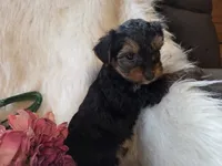 Tianna, a female Yorkshire Terrier for sale in Crawfordsville, IN – 1 of 8