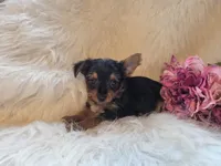 Tilly, a female Yorkshire Terrier for sale in Crawfordsville, IN – 2 of 7