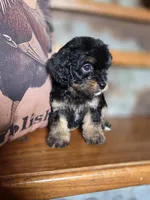 Roxanne , a female Yorkshire Terrier and Poodle - Toy  for sale in Crawfordsville, IN – Photo 7 of 9