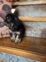 Roxanne , a female Yorkshire Terrier and Poodle - Toy  for sale in Crawfordsville, IN – Photo 8 of 9
