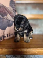 Roxanne , a female Yorkshire Terrier and Poodle - Toy  for sale in Crawfordsville, IN – Photo 4 of 9