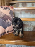 Roxanne , a female Yorkshire Terrier and Poodle - Toy  for sale in Crawfordsville, IN – Photo 9 of 9