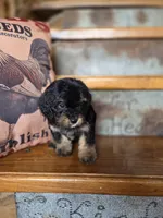 Roxanne , a female Yorkshire Terrier and Poodle - Toy  for sale in Crawfordsville, IN – Photo 6 of 9