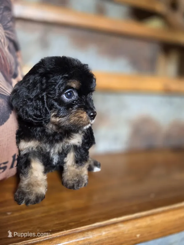 Roxanne  – Yorkshire Terrier, Poodle - Toy  puppy for sale in Crawfordsville, IN