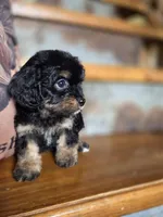 Roxanne , a female Yorkshire Terrier and Poodle - Toy  for sale in Crawfordsville, IN – Photo 1 of 9