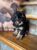 Roxanne , a female Yorkshire Terrier and Poodle - Toy  for sale in Crawfordsville, IN – Photo 2 of 9