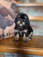 Roxanne , a female Yorkshire Terrier and Poodle - Toy  for sale in Crawfordsville, IN – Photo 5 of 9