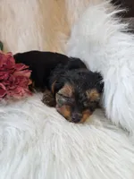 Tianna, a female Yorkshire Terrier for sale in Crawfordsville, IN – 2 of 8
