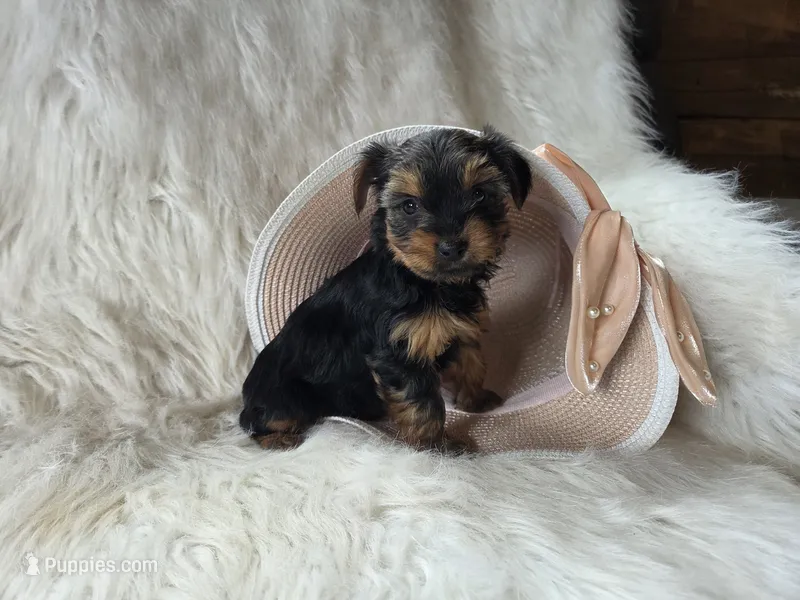 Cheyenne  – Yorkshire Terrier puppy for sale in Crawfordsville, IN