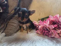 Tilly, a female Yorkshire Terrier for sale in Crawfordsville, IN – 4 of 7
