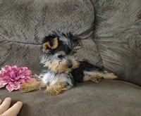 Bambi, a female Yorkshire Terrier for sale in Crawfordsville, IN – 2 of 6
