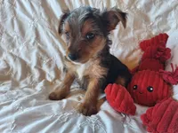 Tucker, a male Yorkshire Terrier for sale in Crawfordsville, IN – 7 of 10