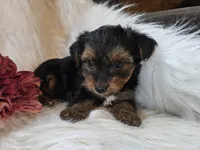 Tianna, a female Yorkshire Terrier for sale in Crawfordsville, IN – 7 of 8