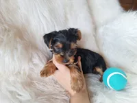 Chase, a male Yorkshire Terrier for sale in Crawfordsville, IN – 2 of 6