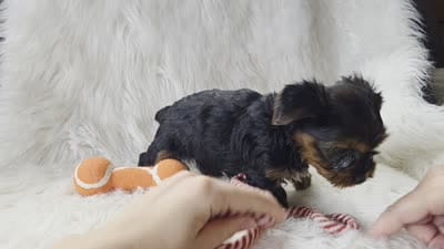Chase, a male Yorkshire Terrier for sale in Crawfordsville, IN – 6 of 6