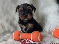 Chase, a male Yorkshire Terrier for sale in Crawfordsville, IN – 2 of 6