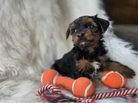 Chase, a male Yorkshire Terrier for sale in Crawfordsville, IN – 1 of 6