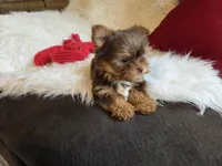 Cody, a male Yorkshire Terrier for sale in Crawfordsville, IN – Photo 7 of 10