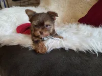 Cody, a male Yorkshire Terrier for sale in Crawfordsville, IN – Photo 4 of 10