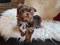 Cody, a male Yorkshire Terrier for sale in Crawfordsville, IN – Photo 3 of 10