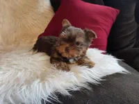 Cody, a male Yorkshire Terrier for sale in Crawfordsville, IN – Photo 5 of 10