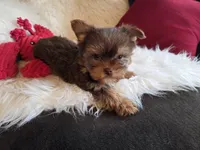 Cody, a male Yorkshire Terrier for sale in Crawfordsville, IN – Photo 2 of 10